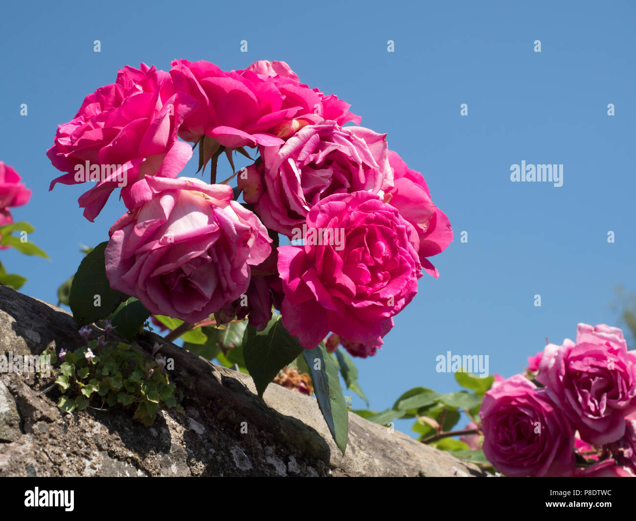 Pink shrub rose Stock Photo - Alamy