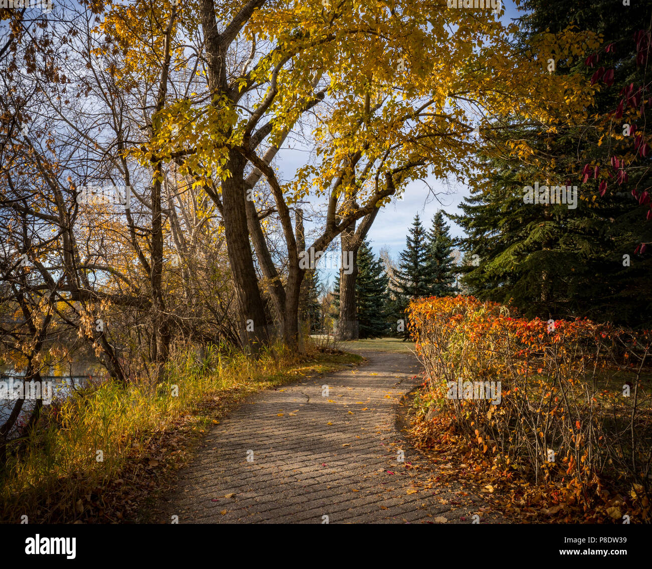 Fall landscape scene with trees, shrubs and walking path in Calgary Canada Stock Photo Alamy