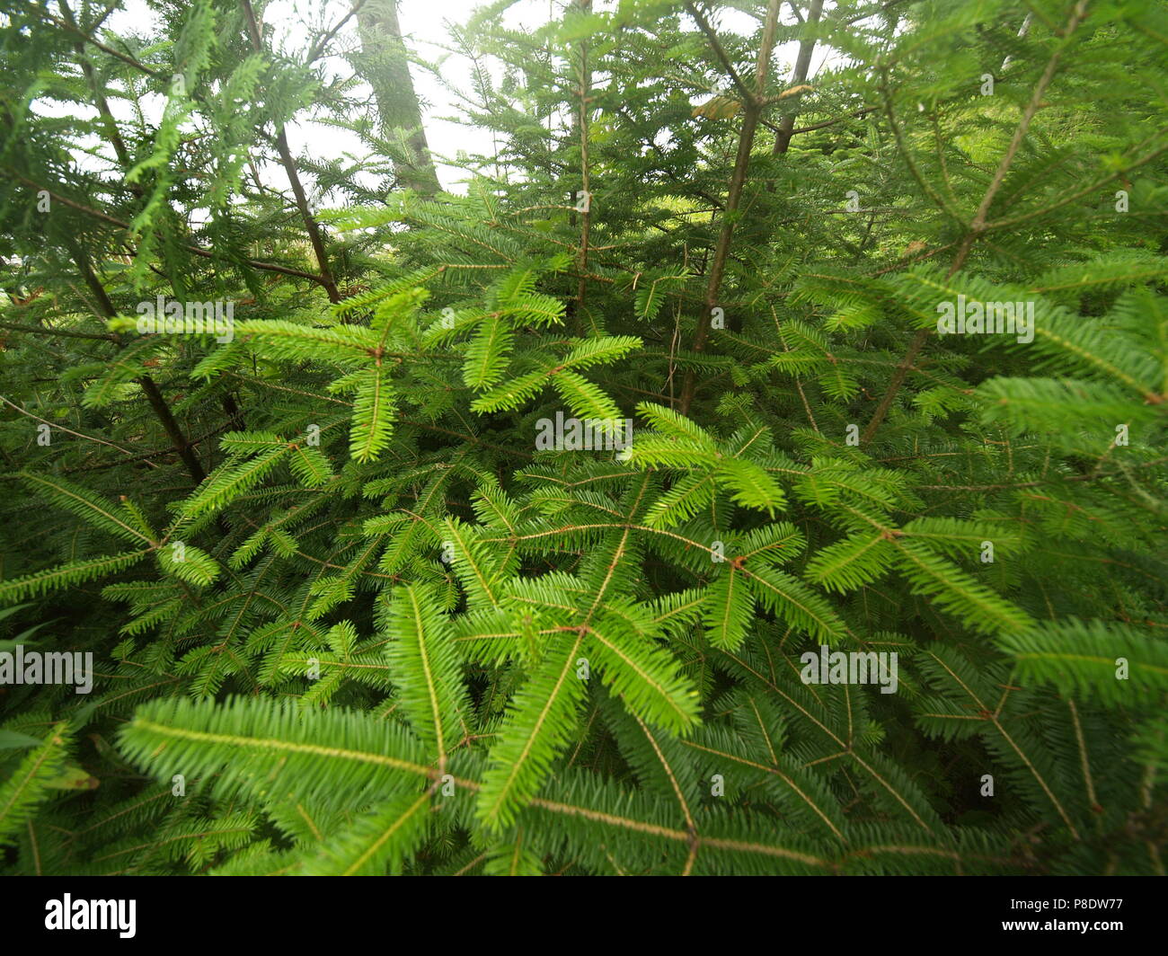 Evergreen branches hi-res stock photography and images - Alamy