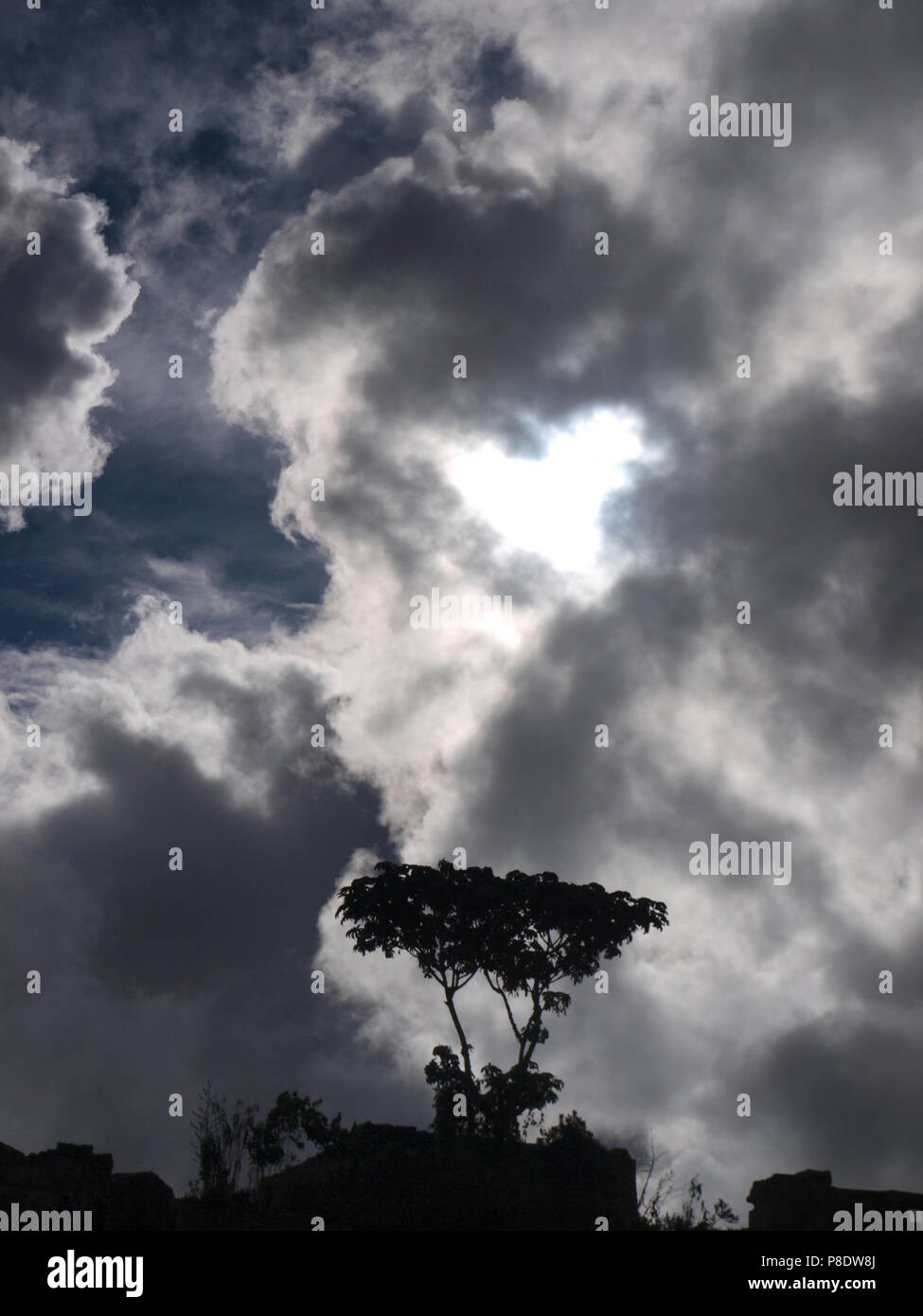 Tree silhouetted against storm clouds Stock Photo - Alamy