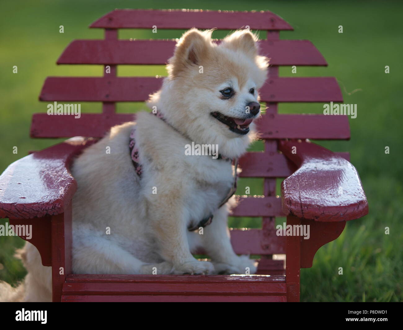 Dog sitting on chair hi-res stock photography and images - Alamy