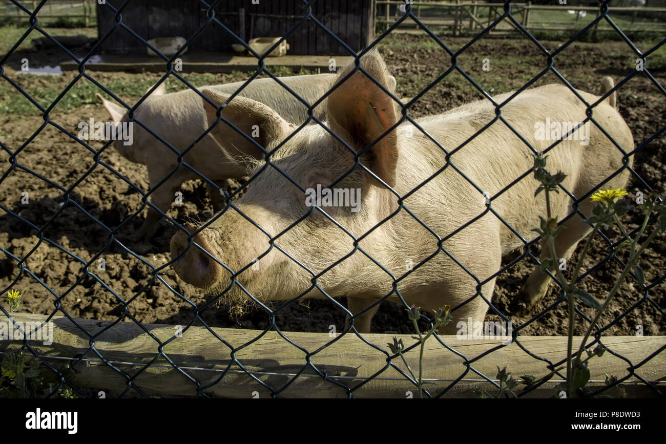 Farm pig, meat industry detail Stock Photo