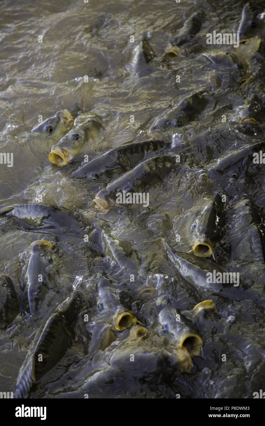 Snakehead fish eating fish hires stock photography and images Alamy