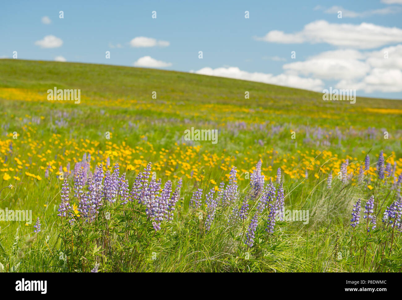 Field of purple lupine and yellow wildflowers in northeast Oregon Stock Photo