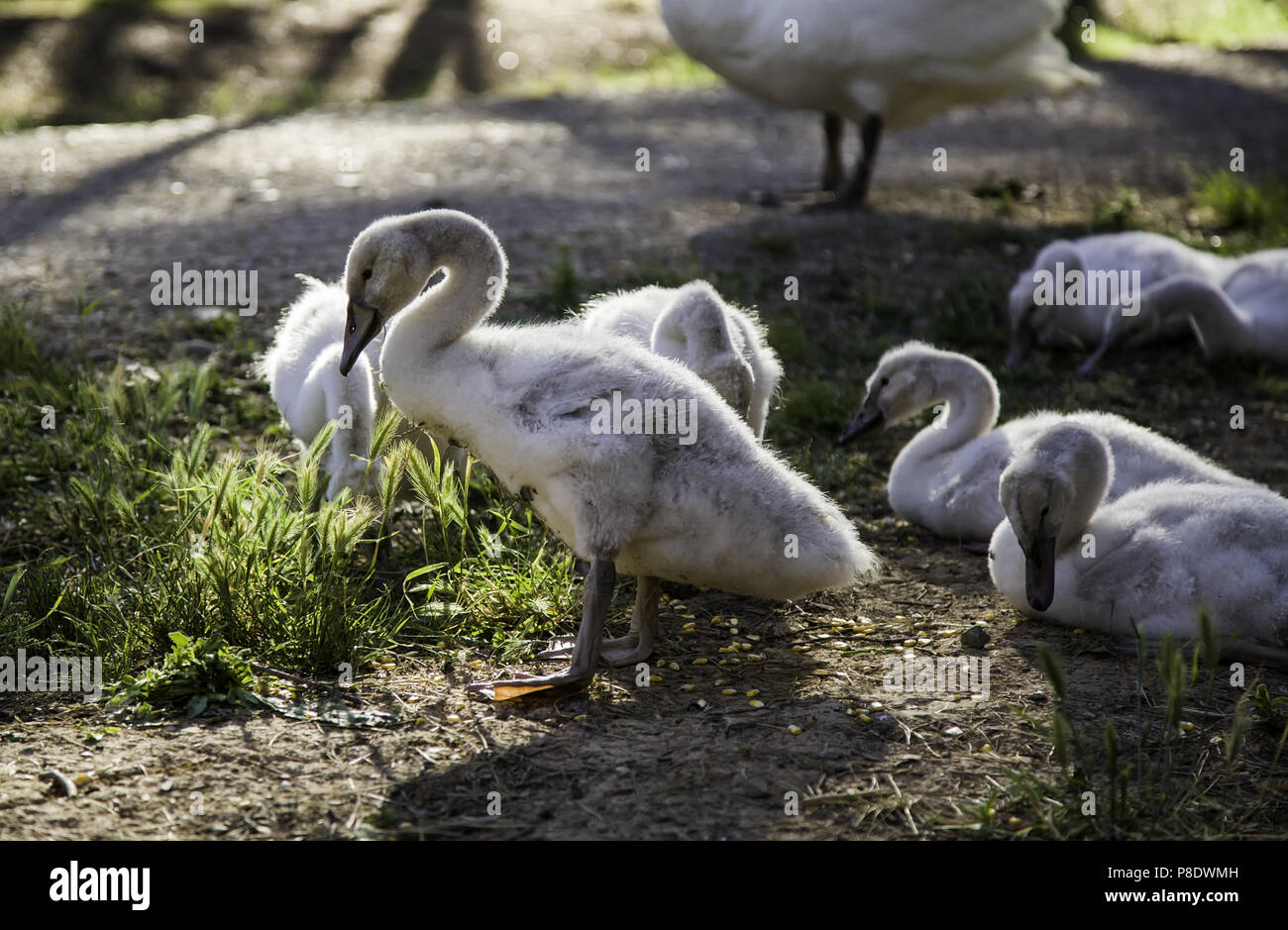 Mini Swans Small white swans, detail of baby birds Stock Photo - Alamy
