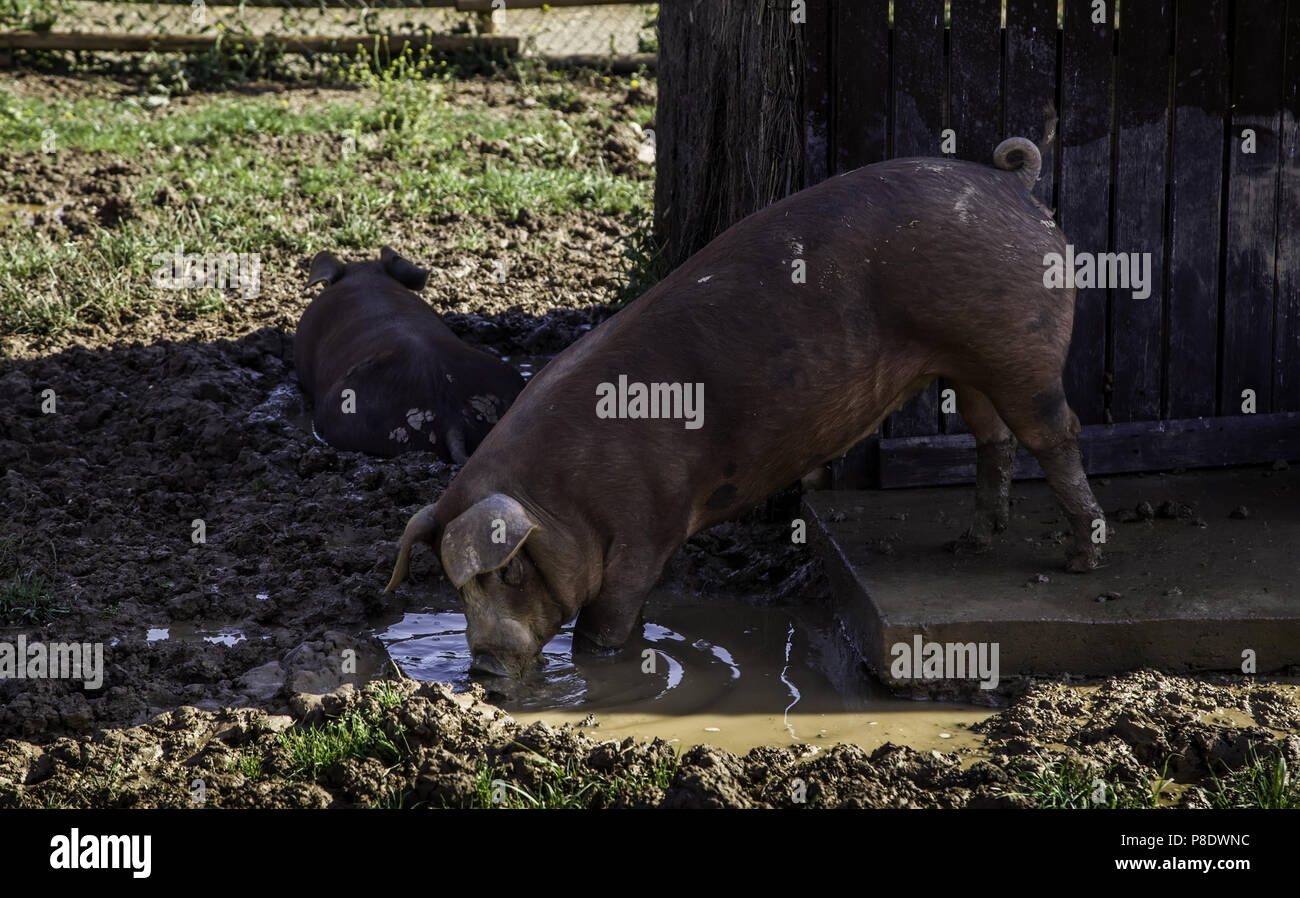 Farm pig, meat industry detail Stock Photo