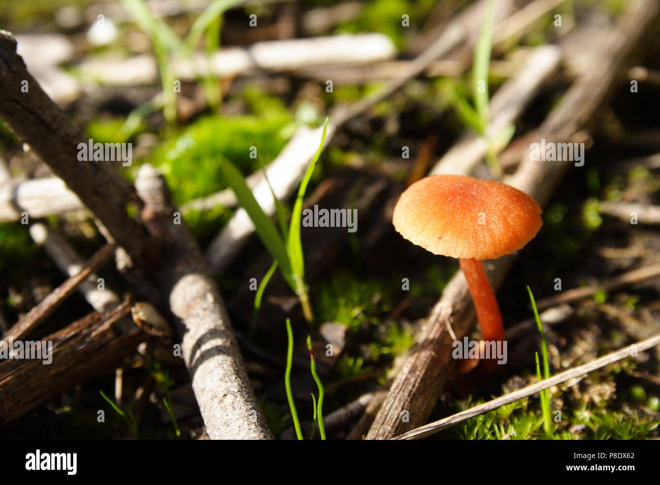 Wild Mushroom Fungus Stock Photo