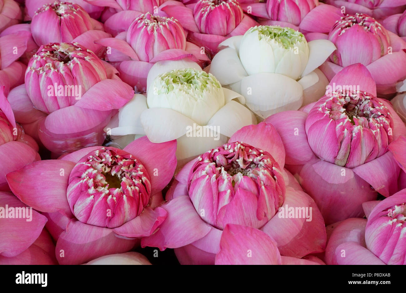 Lotus flowers in bowl, Cambodia Stock Photo Alamy
