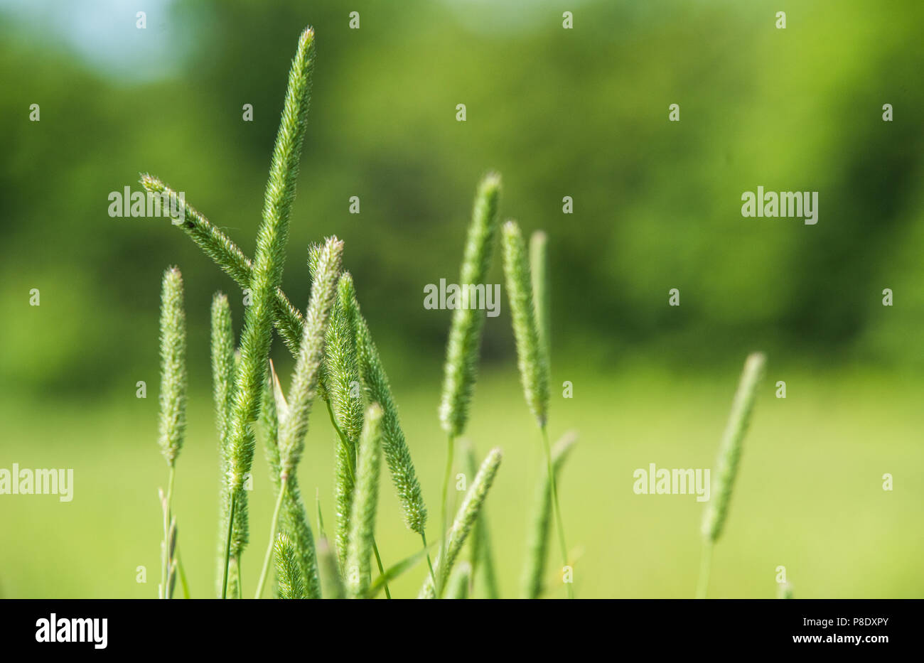 Grass, green field, wild summer plants Stock Photo