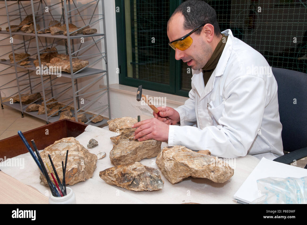 Archaeologist works a fossil from the ( paleoarcheocentro ) archaeological center of paleo Genoni, Sardinia, Italy Stock Photo