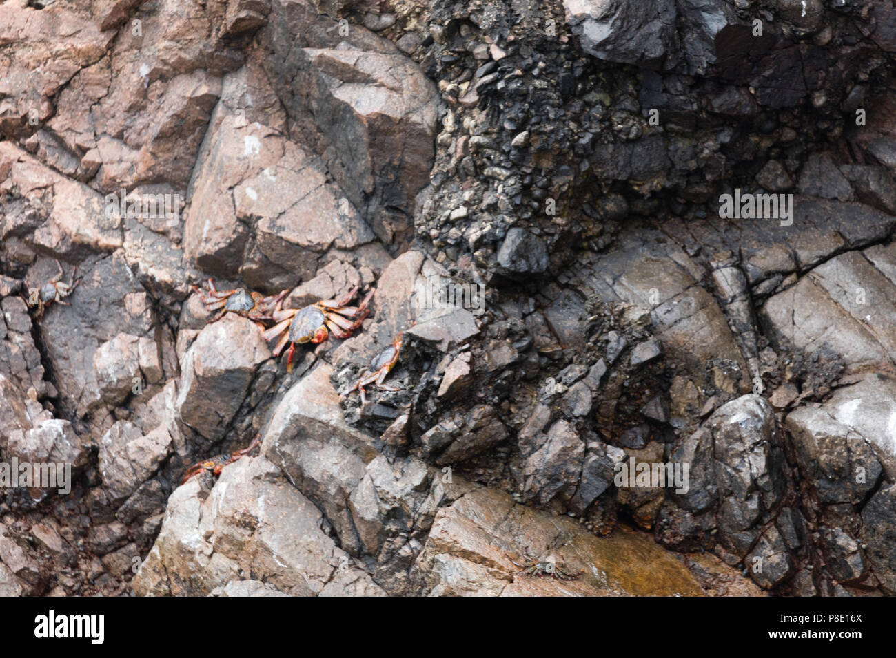 The Ballestas Islands, a reserve full of birds and penguins producing ...