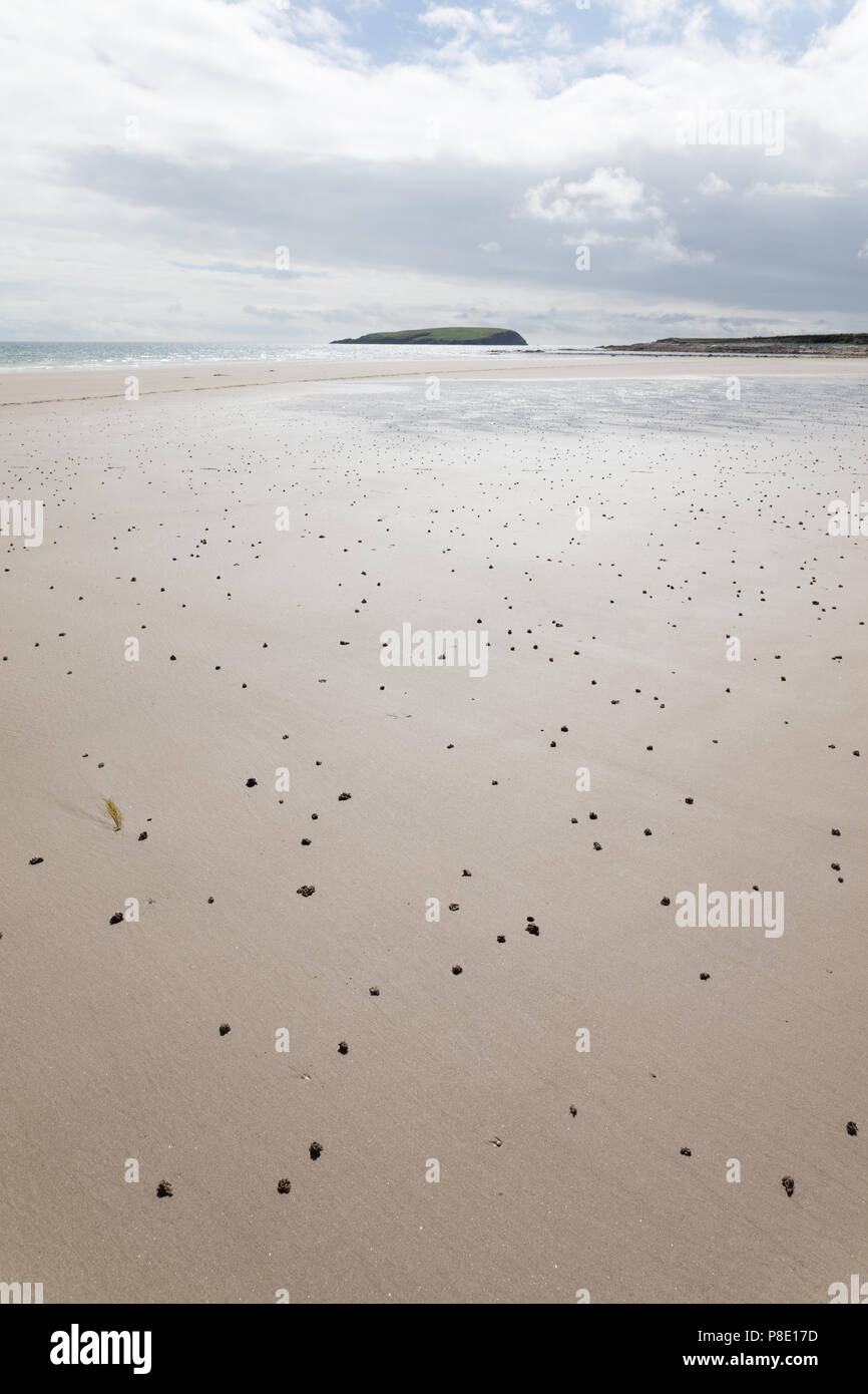 Sand worm casts on the sand beach at low tide Stock Photo Alamy