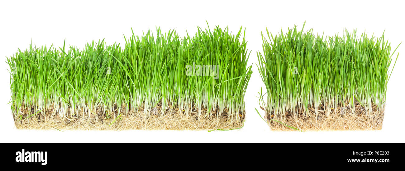 fresh green grass isolated on white background Stock Photo - Alamy