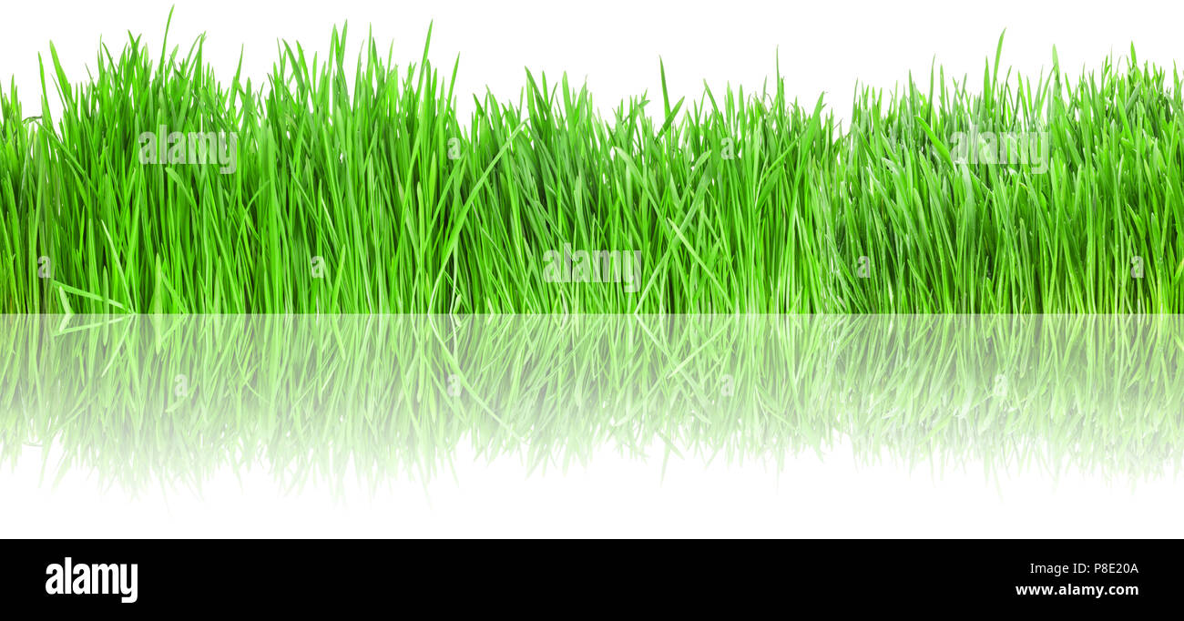fresh green grass isolated on white background Stock Photo - Alamy