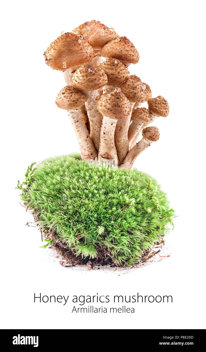 Mushrooms honey agarics (Armillaria mellea) on moss in a forest scene, isolated on white background Stock Photo