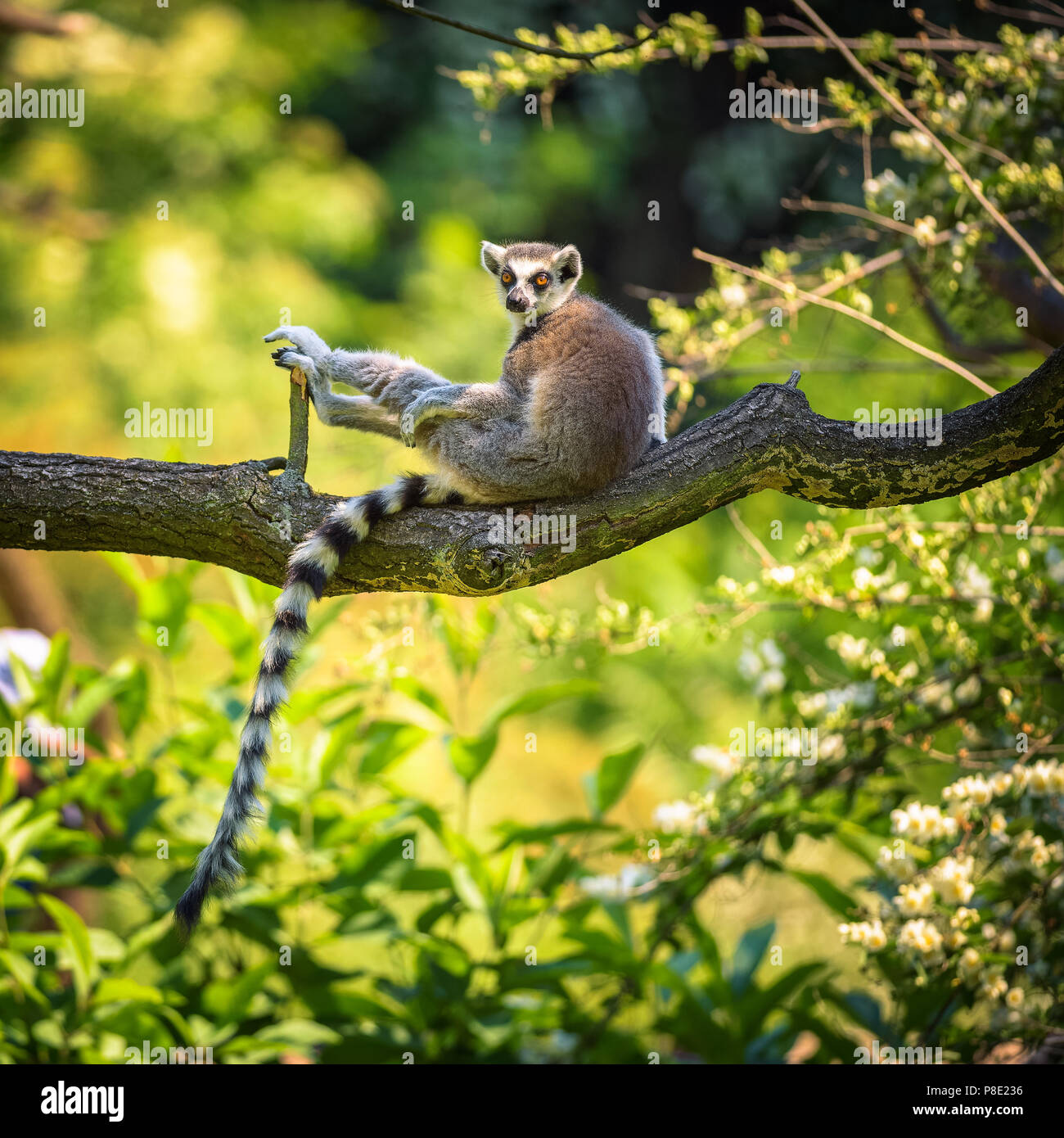 Portrait of Ring-tailed Lemur  Stock Photo