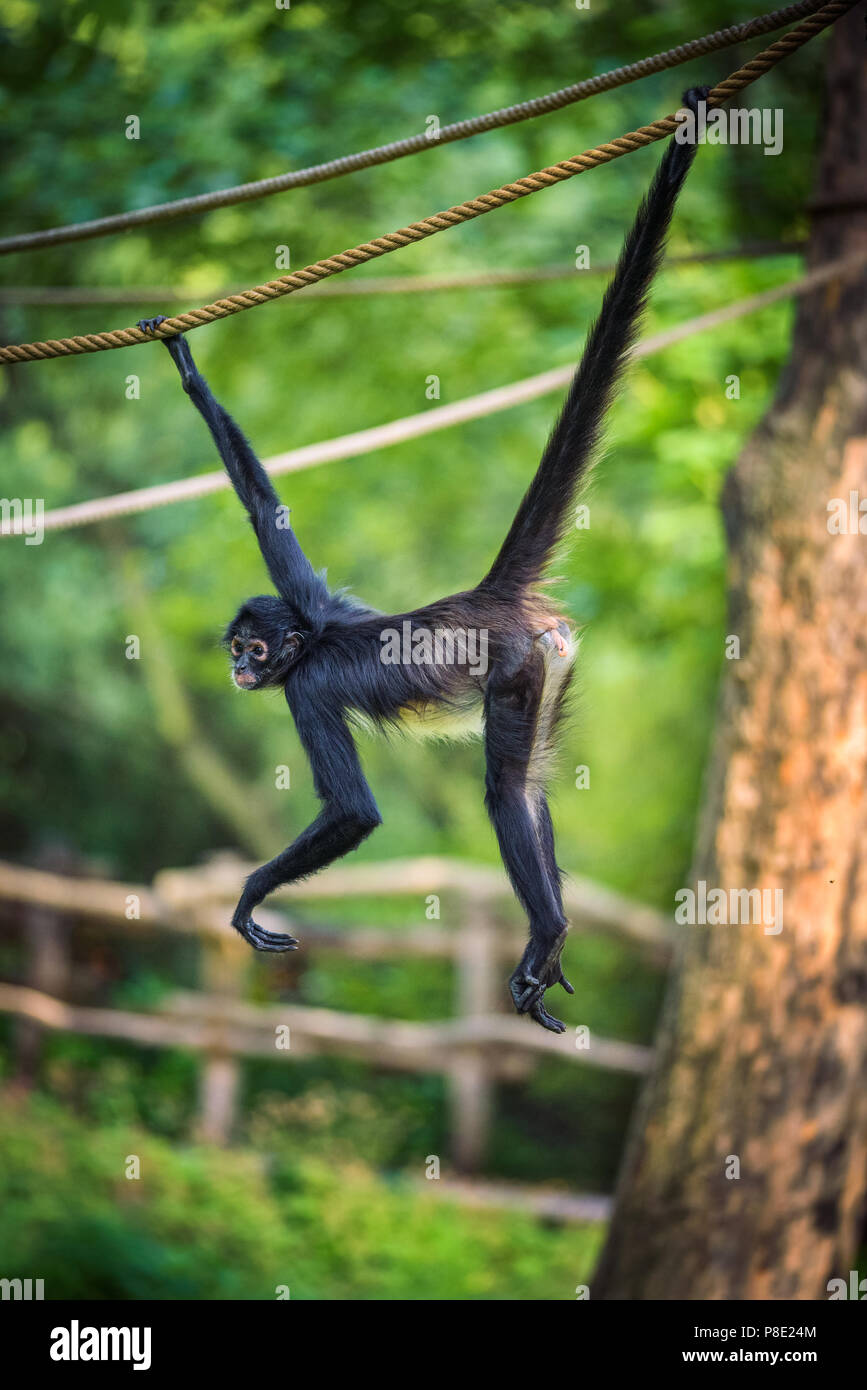 Geoffroy's Spider Monkey hangin on a rope Stock Photo