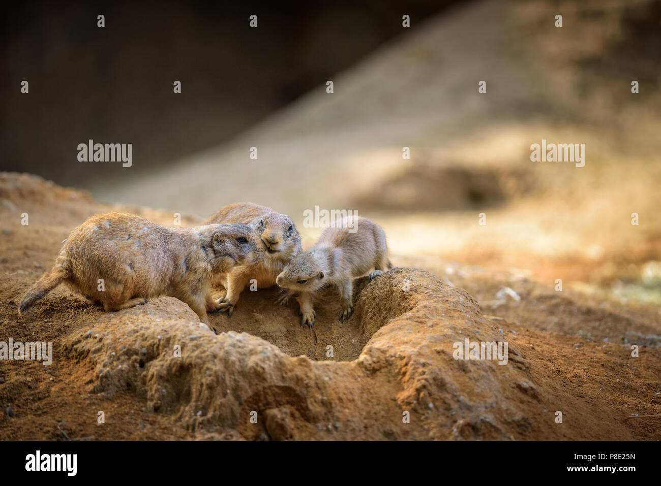 Three prairie dogs at their lair Stock Photo