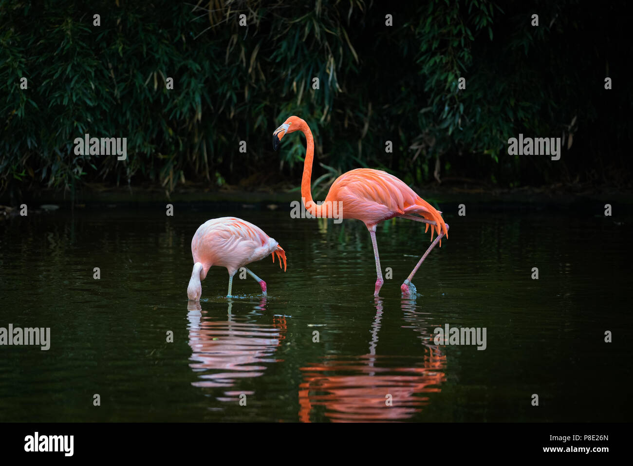 Two Caribbean Flamingos in a lake Stock Photo