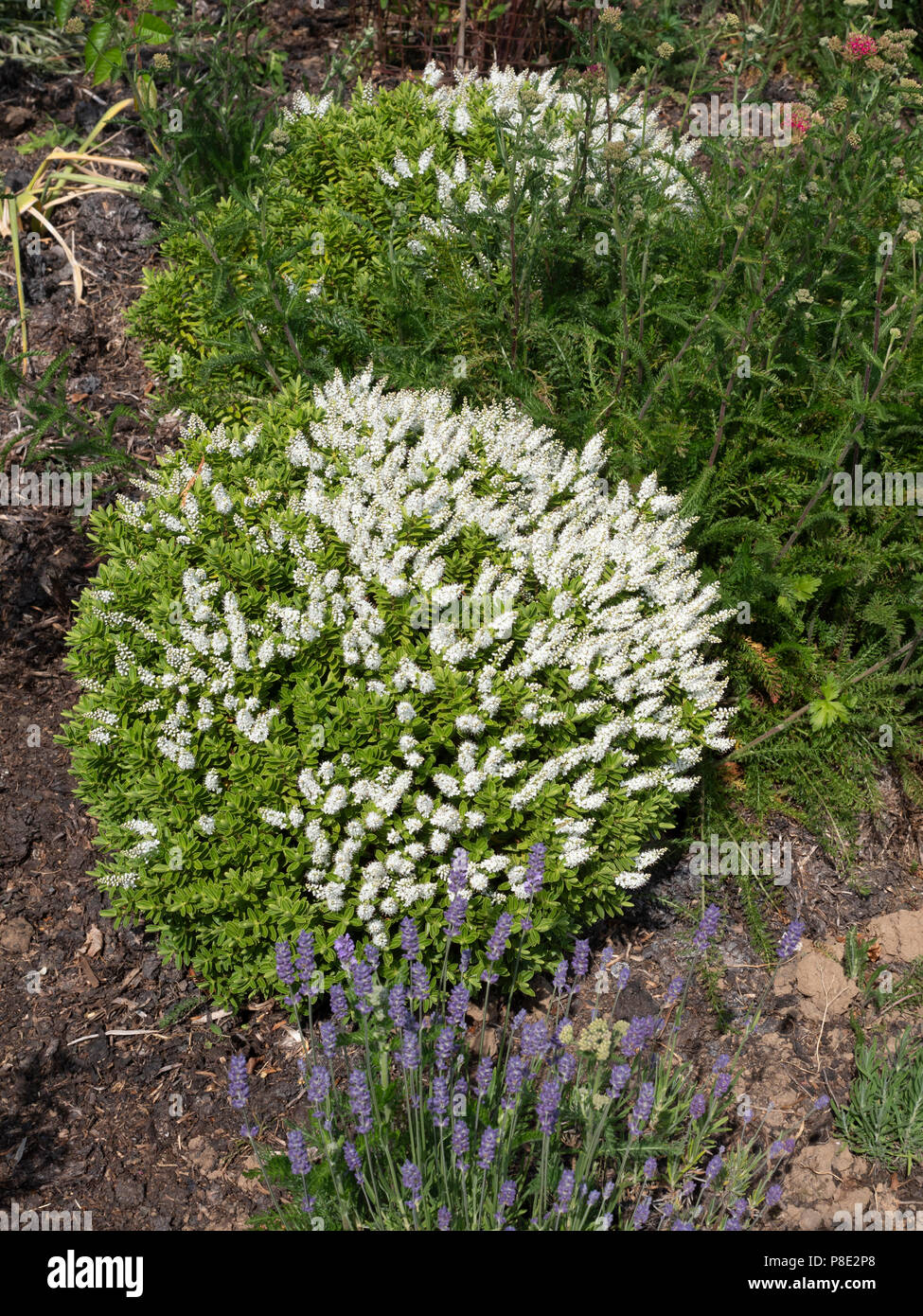 Chain Bridge Honey Farm, Horncliffe, BerwickuponTweed. The beekeeper