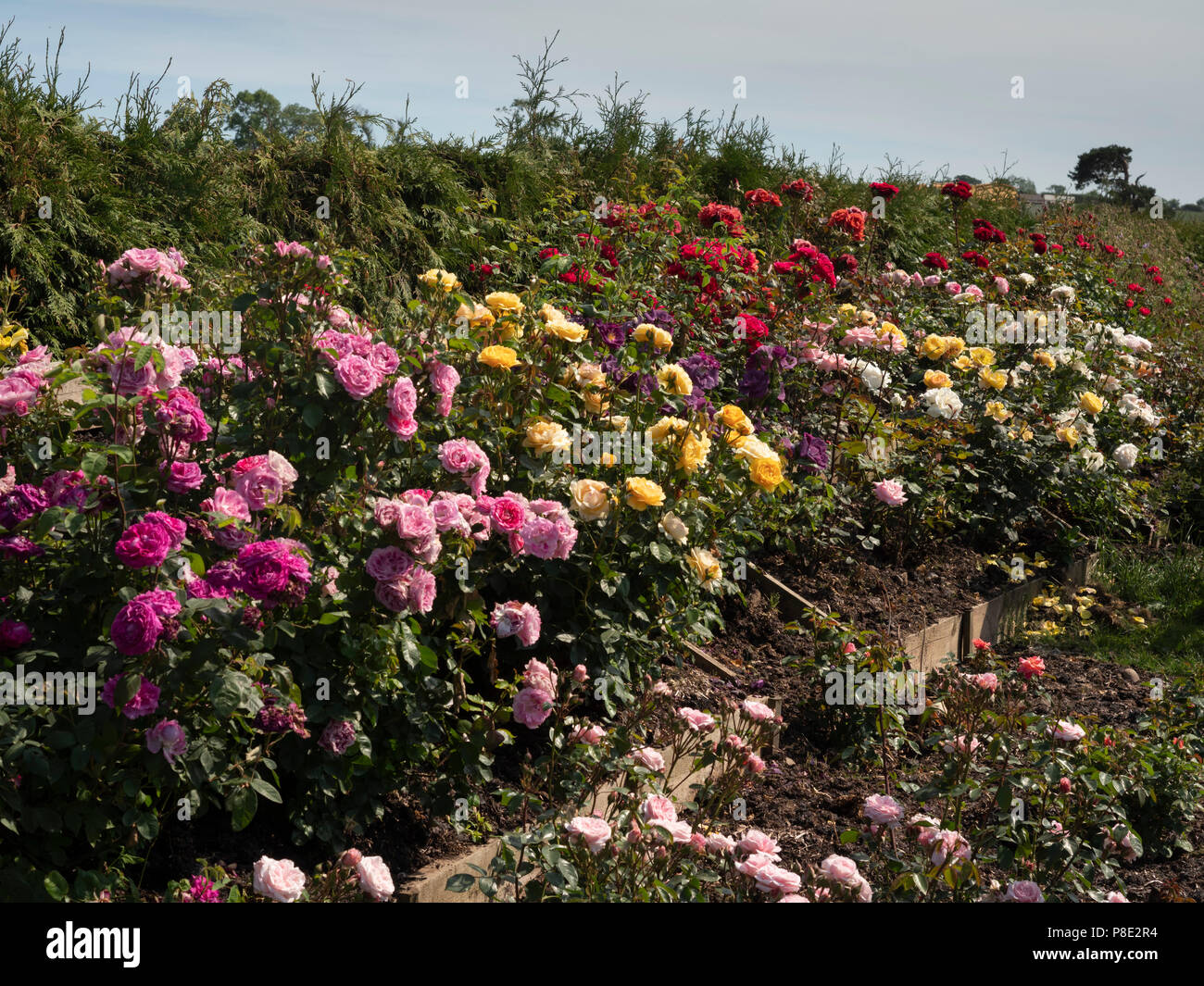 Chain Bridge Honey Farm, Horncliffe, BerwickuponTweed. The beekeeper