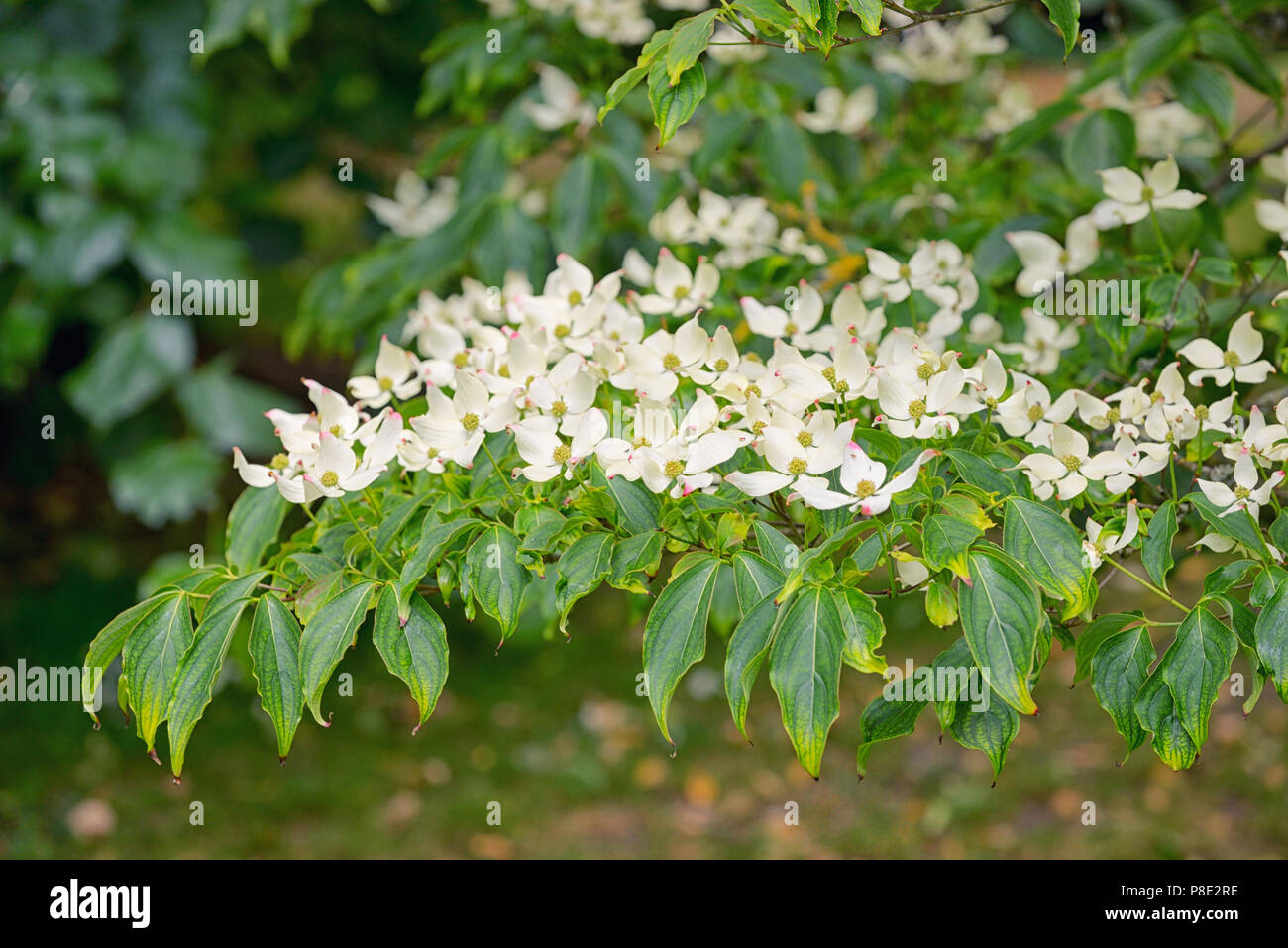 Korean Dogwood Tree In Botanical Garden Dublin Ireland Stock Photo Alamy