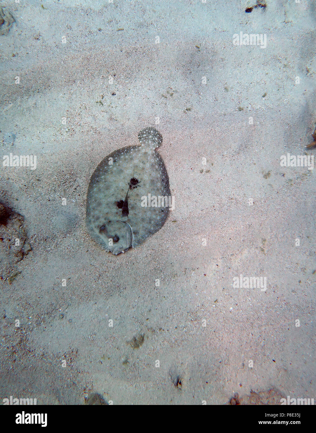 Leopard flounder (Bothus pantherinus) that is not very well camouflaged