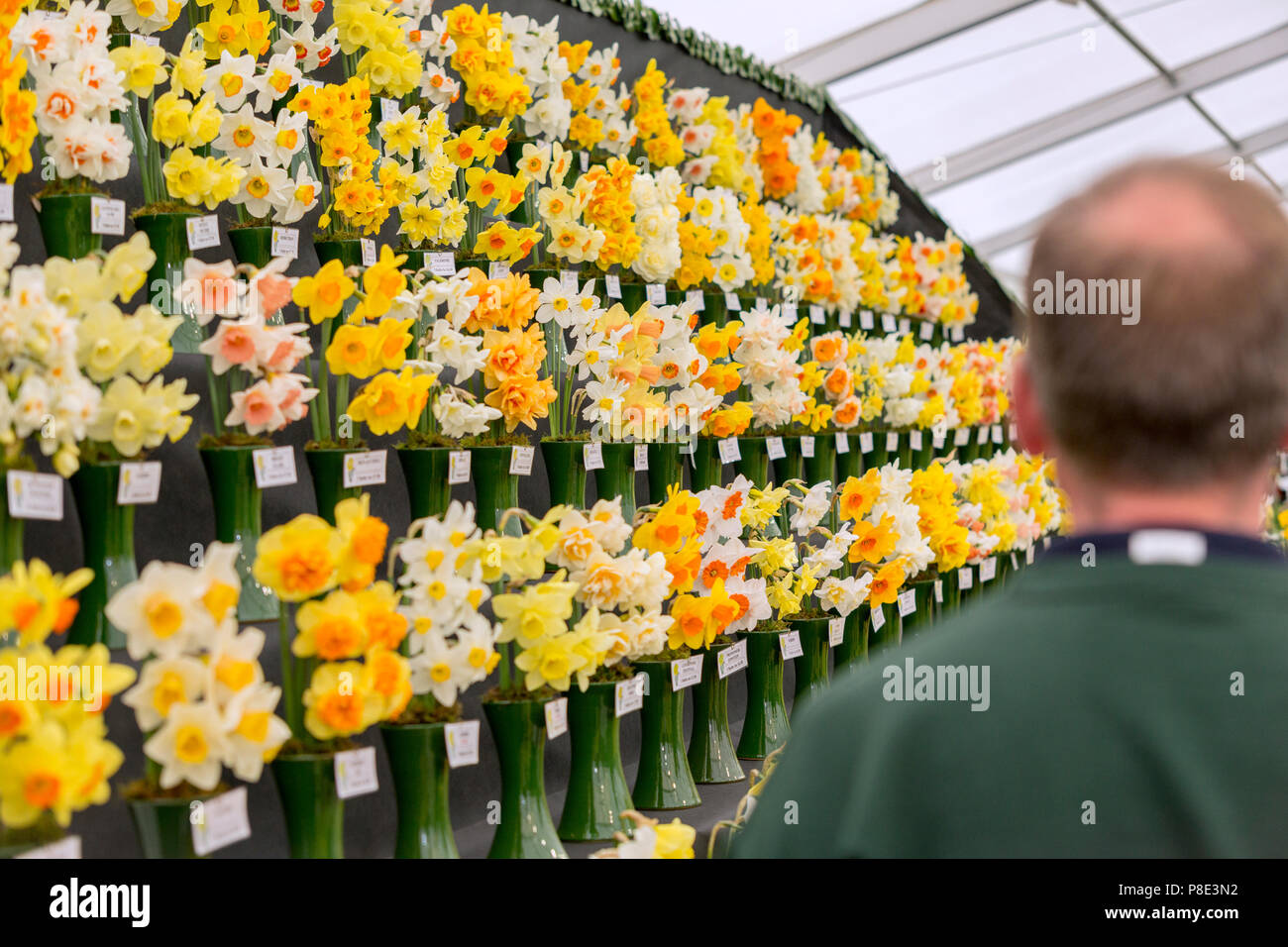 Cardiff, Wales, 10th February, 2018. An exhibitor looks on at his collection daffodils, the national flower of Wales during the RHS Welsh Flower Show. Stock Photo