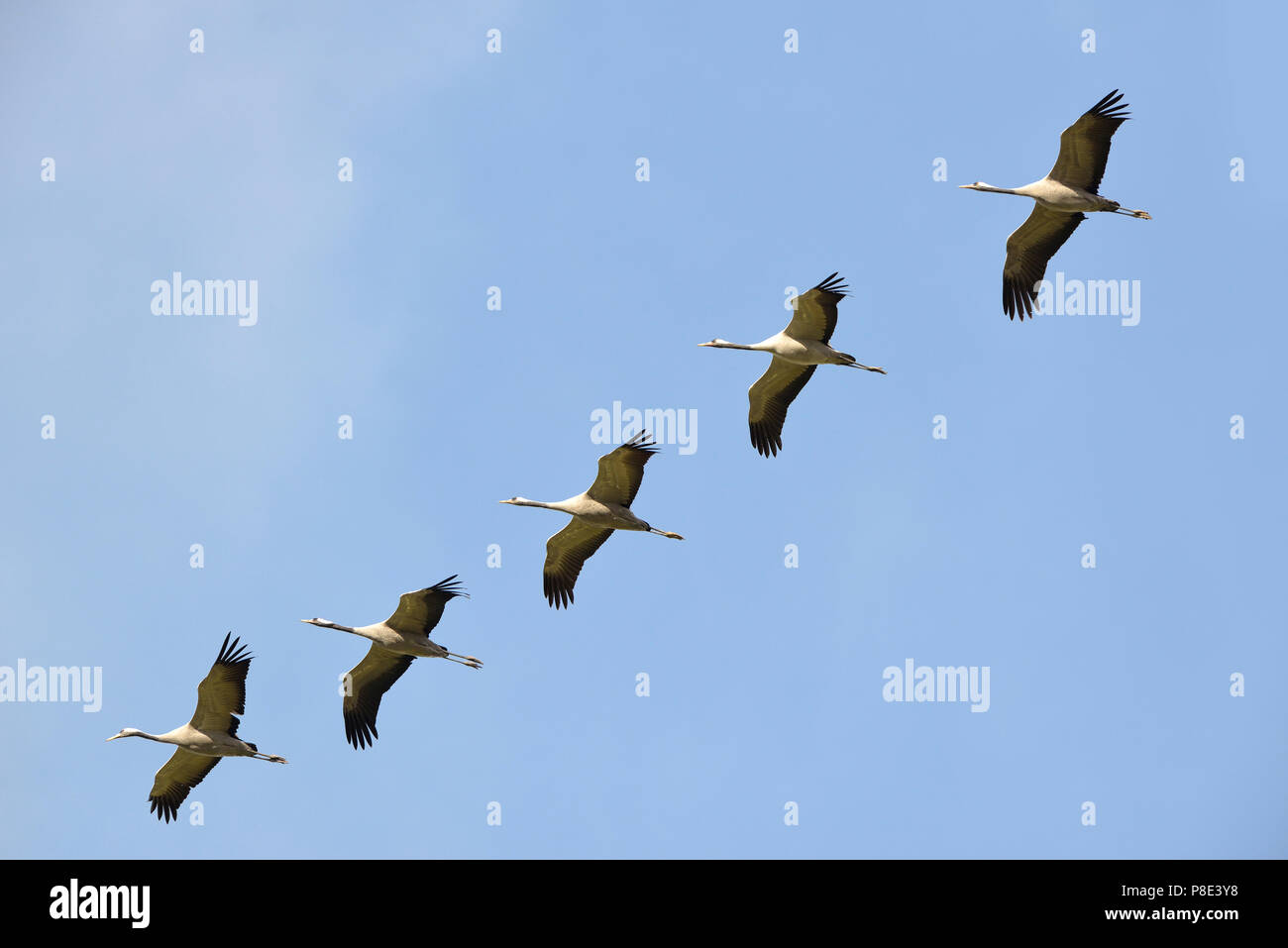 Cranes (Grus grus) in flight, in a row, Island of Rügen, Mecklenburg-Western Pomerania, Germany Stock Photo