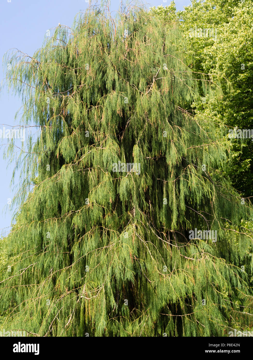 Upright leader and semi weeping pendulous branches of the false cypress, Chamaecyparis lawsoniana 'Imbricata Pendula' Stock Photo