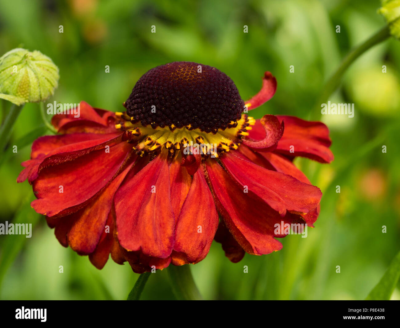 Single flower of the summer blooming perennial sneezeweed, Helenium 'Festival' Stock Photo