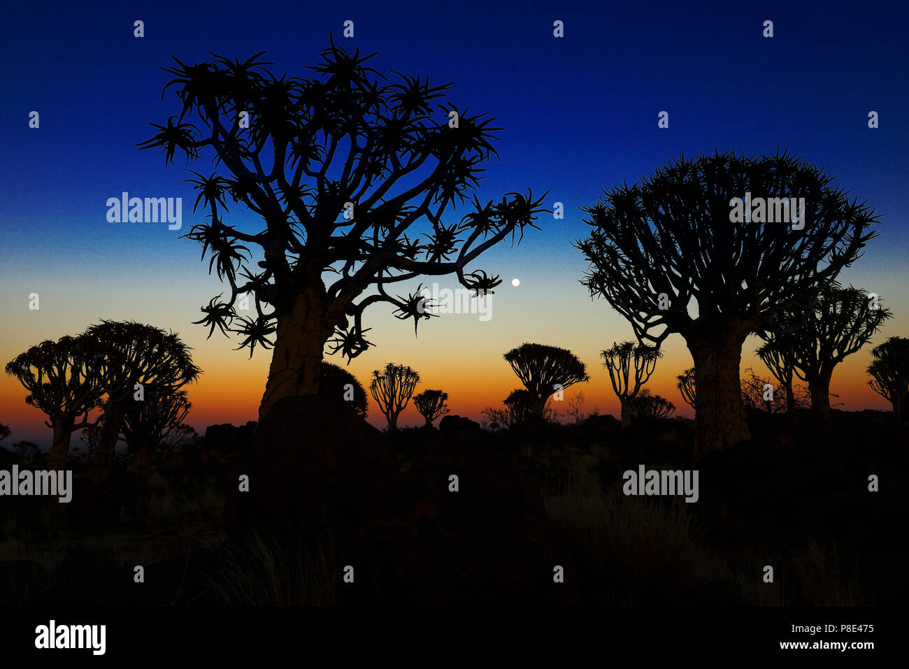quiver tree forest keetmanshoop quiver tree forest keetmanshoop