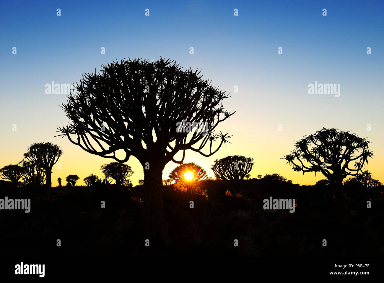 Barren tree silhouettes hi-res stock photography and images - Alamy