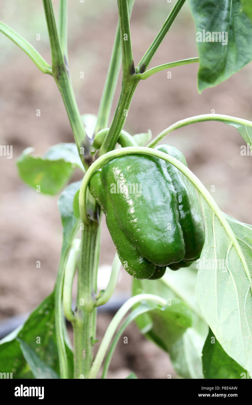Sweet green bell pepper growing in the garden. Extreme shallow depth of field with selective focus on pepper. Stock Photo