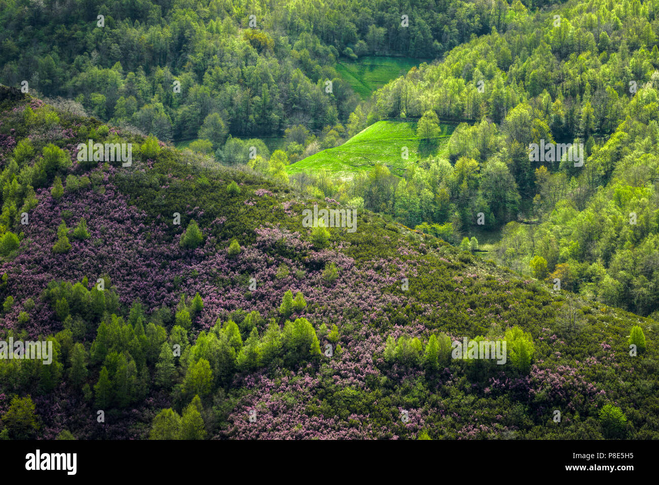 Bosques y prados en primavera en el Courel , Samos, Lugo, Galicia Stock Photo