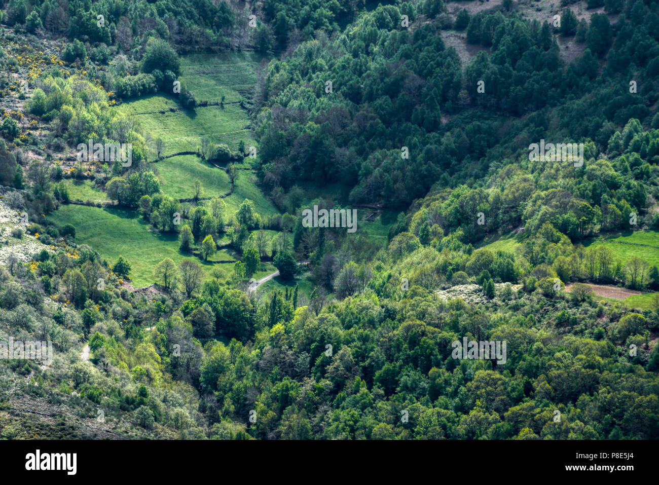 Carretera a través de un valle boscoso en Samos, Lugo, Galicia Stock Photo