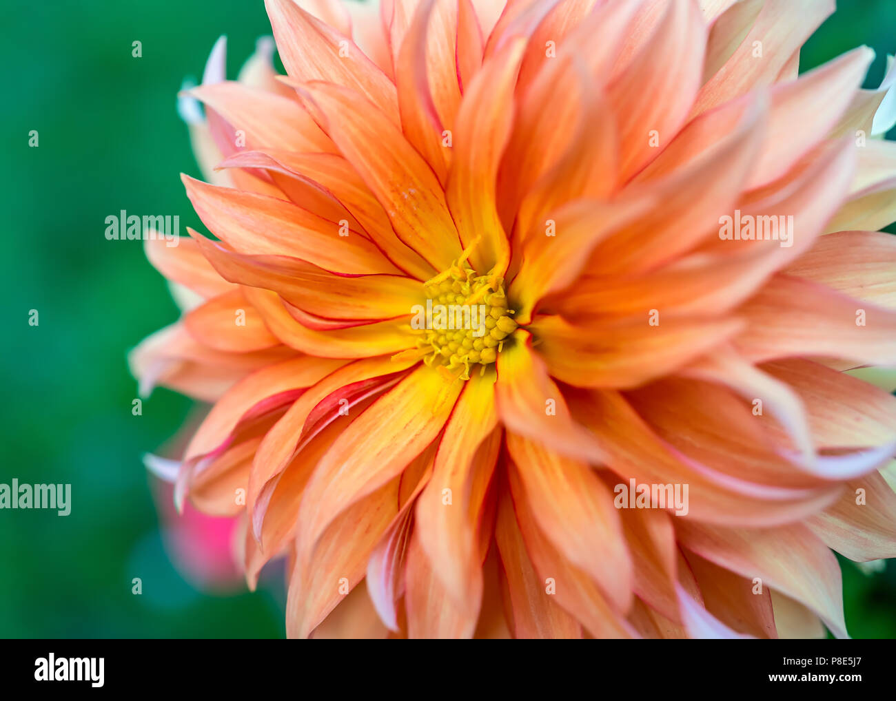 Close up of a pale orange dahlia blossom. Stock Photo