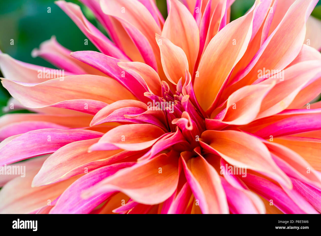 Dinnerplate High Resolution Stock Photography and Images - Alamy