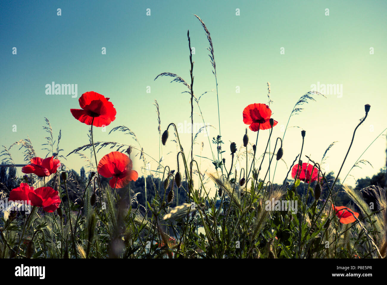 Poppies in the meadow hi-res stock photography and images - Alamy