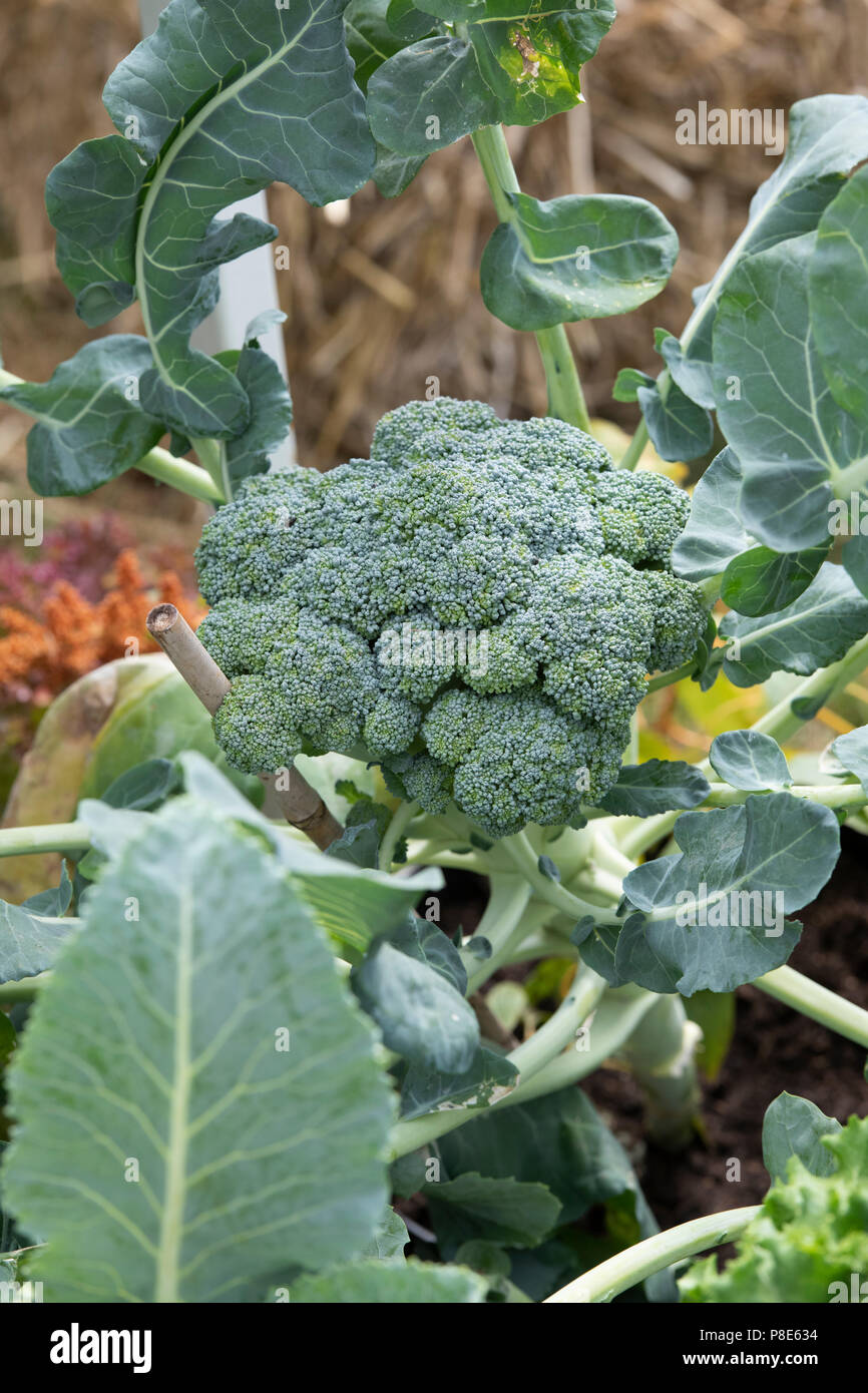 Brassica oleracea . Broccoli growing in a vegetable garden. UK Stock Photo