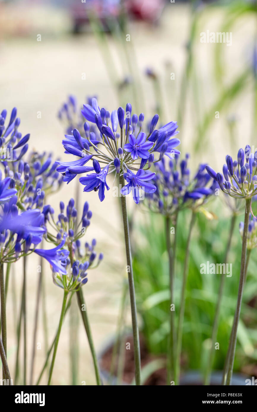 Agapanthus ‘Brilliant blue’. African blue lily Stock Photo