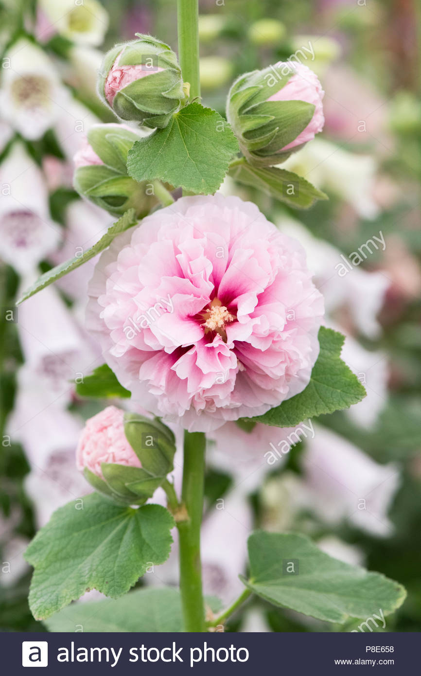 Powder Puff Flower Stock Photos & Powder Puff Flower Stock Images Alamy