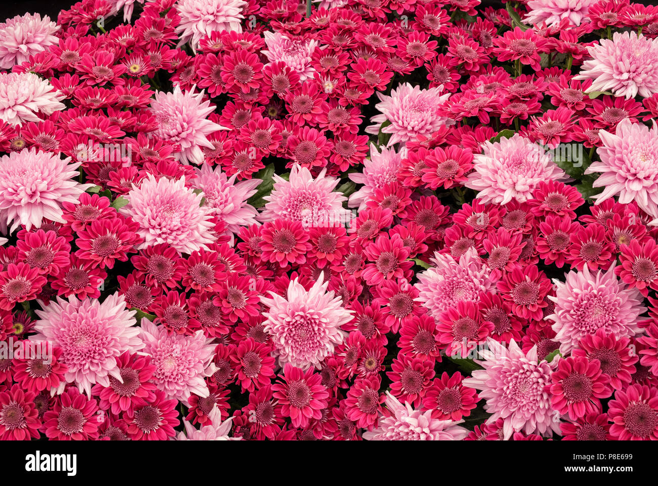 Chrysanthemum ‘Rejoyce’ and Chrysanthemum ‘Samson purple’ flower display inside the floral marquee at RHS Hampton court flower show 2018. London Stock Photo