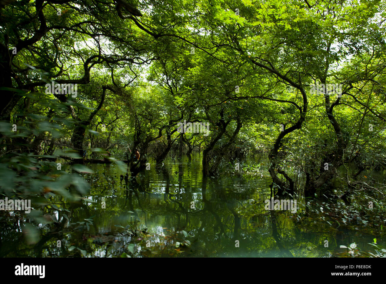 Ratargul is a fresh water swamp forest situated in Sylhet by the river of Goain. This evergreen forest is getting submerged under 20 to 30 feet water  Stock Photo