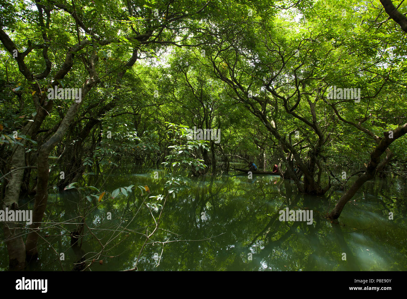 Ratargul is a fresh water swamp forest situated in Sylhet by the river of Goain. This evergreen forest is getting submerged under 20 to 30 feet water  Stock Photo