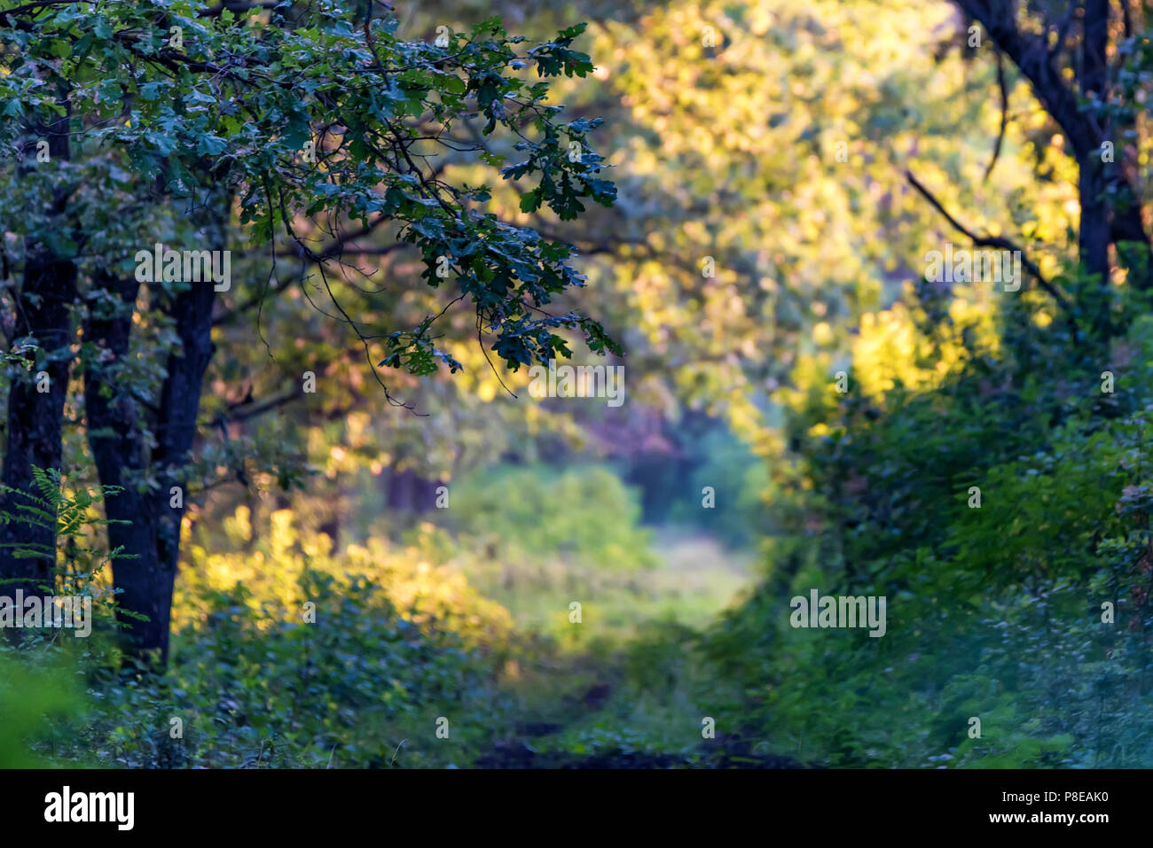 Summer forest on sunny hi-res stock photography and images - Alamy