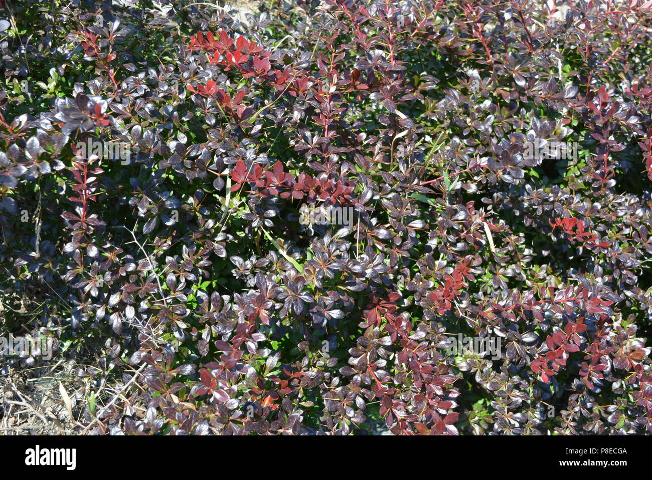 Red burgundy boxwood saplings in the sunlight Stock Photo - Alamy