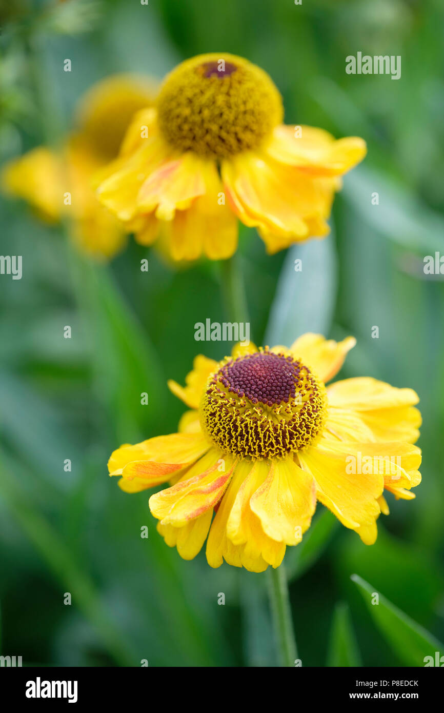 Close up of yellow flowerhead of Helenium Wyndley with out of focus flowers in the background Stock Photo