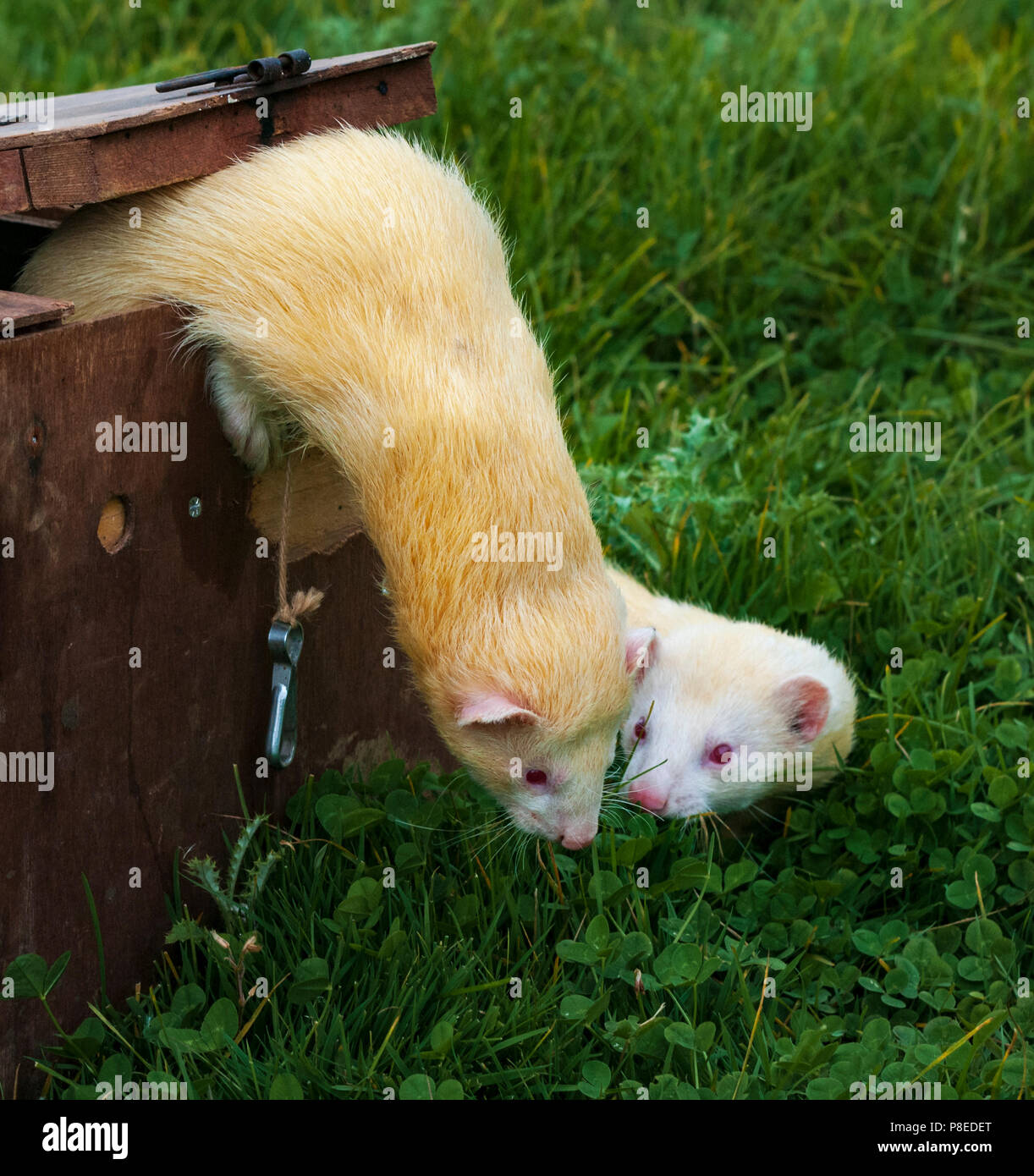 White or albino ferret climbing out of the box used for transporting
