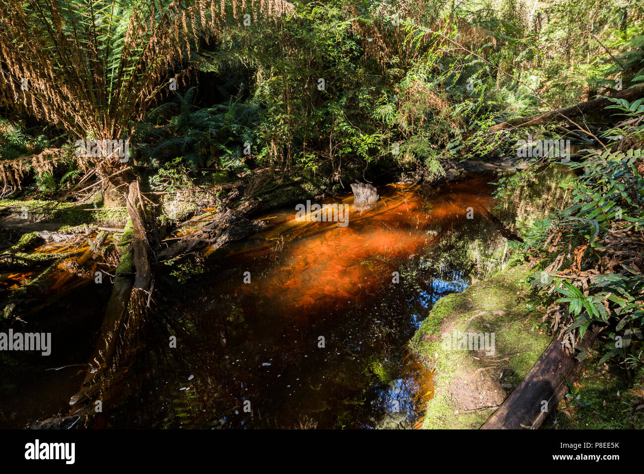 Botanical Creek, downstream from Hogarth Falls near Strahan, West coast Tasmania Stock Photo